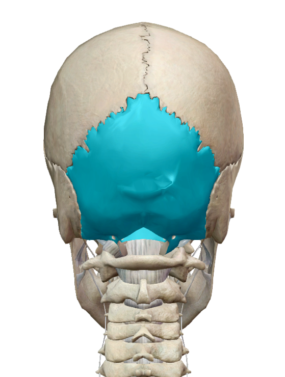 頭蓋骨の評価は後頭部から行う Vol.32 BLOG REMINDYusuke Kimura