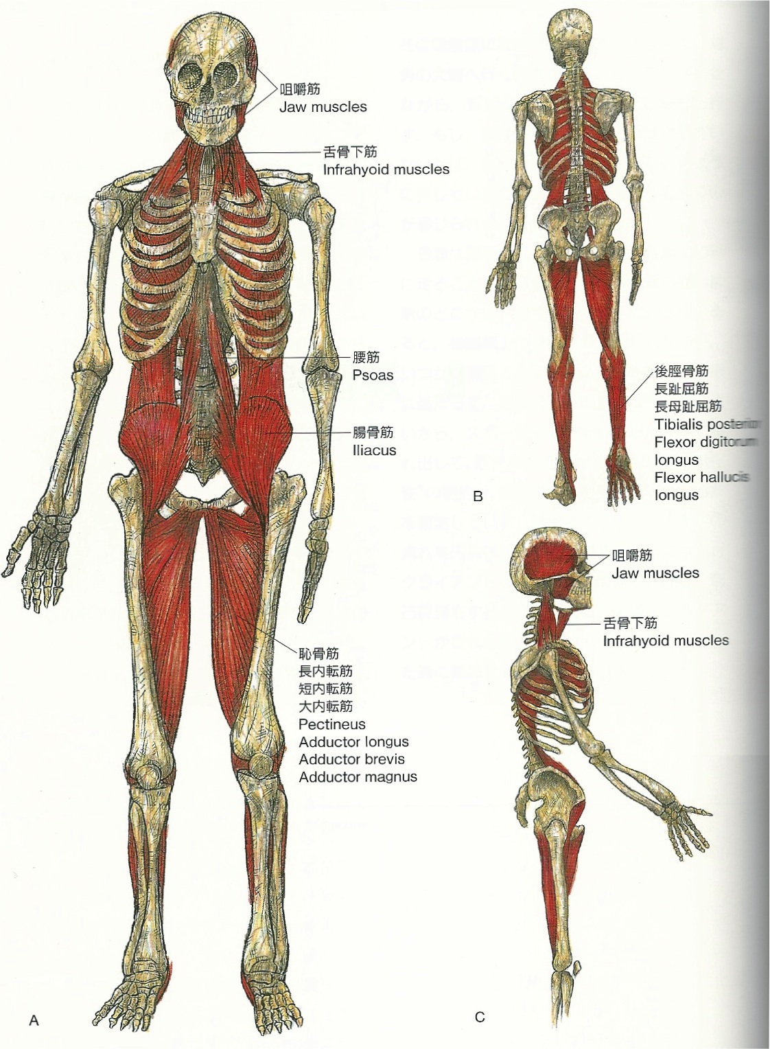横隔膜と内臓との位置関係のせいで左の顎関節がガクガクいう Vol 33 Blog Remind Yusuke Kimura